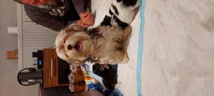 Cuyo ist ein aufgewecktes und verschmustes Kerlchen,