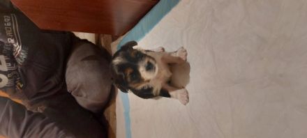 Cuyo ist ein aufgewecktes und verschmustes Kerlchen,