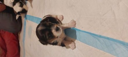 Cuyo ist ein aufgewecktes und verschmustes Kerlchen,