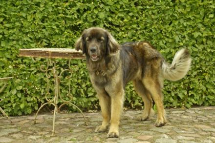 Alle Welpen aus unserem diesjährigen Wurf sind