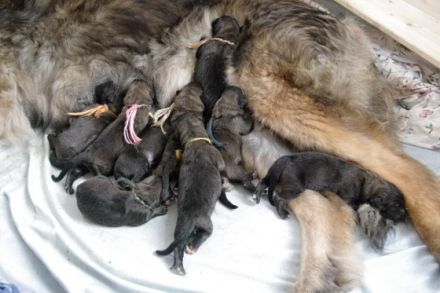 Alle Welpen aus unserem diesjährigen Wurf sind