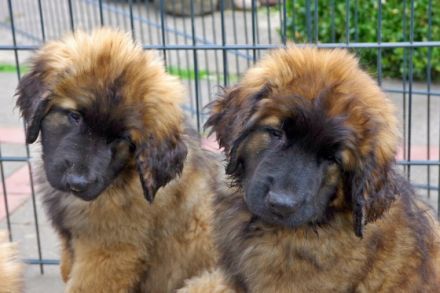 Alle Welpen aus unserem diesjährigen Wurf sind