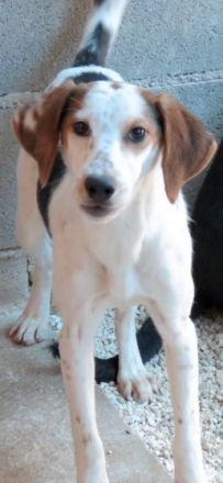 Aisha (weiblicher Mischling)