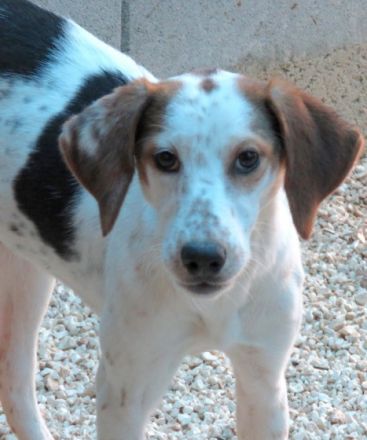 Aisha (weiblicher Mischling)