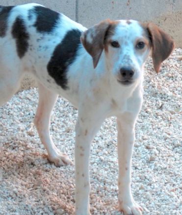 Aisha (weiblicher Mischling)