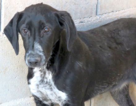 Jemal (männlicher Mischling)