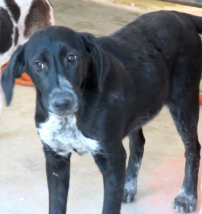 Jemal (männlicher Mischling)