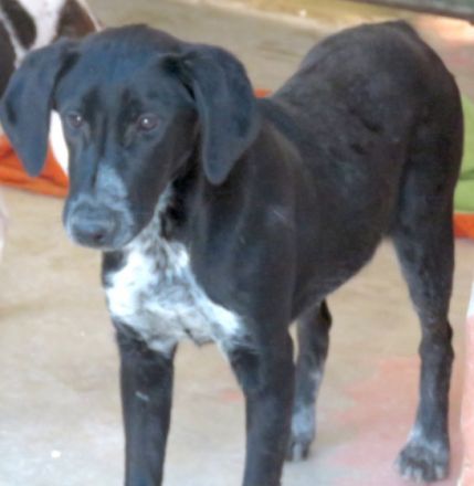 Jemal (männlicher Mischling)