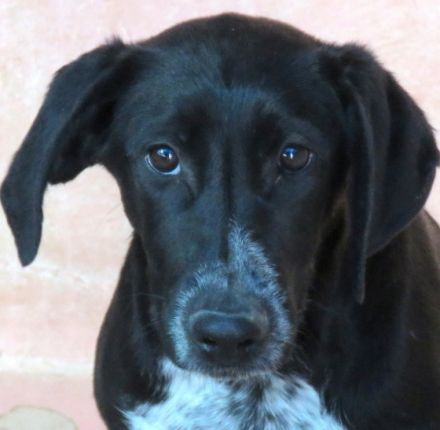 Jemal (männlicher Mischling)