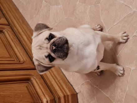 Babsy, Verkaufe eine süßes freiatmendes Mopsmädl, 9