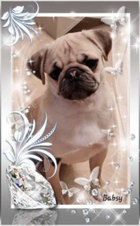 Babsy, Verkaufe eine süßes freiatmendes Mopsmädl, 9