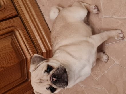 Babsy, Verkaufe eine süßes freiatmendes Mopsmädl, 9