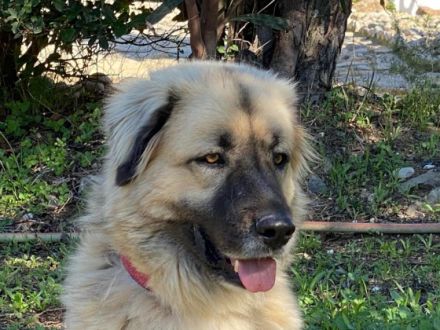 Hallo, ich bin die Mendy, eine hübsche, große