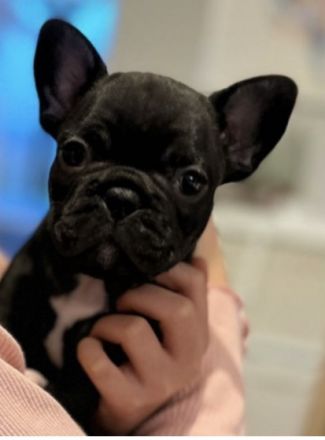 Am 07.11.2021 sind zwei tolle gesunde Bully Babys zur