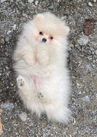 Wir verkaufen unseren wunderschönen Pomeranian Rüden.