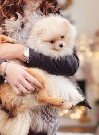 Wir verkaufen unseren wunderschönen Pomeranian Rüden.