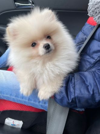 Wir verkaufen unseren wunderschönen Pomeranian Rüden.