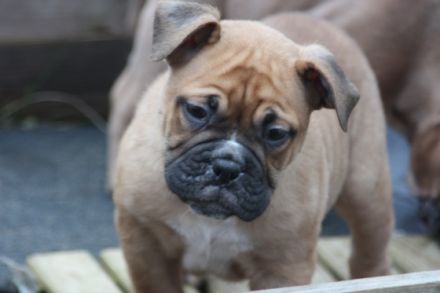 Yoda, Ying und Yang sind auf der suche nach einen