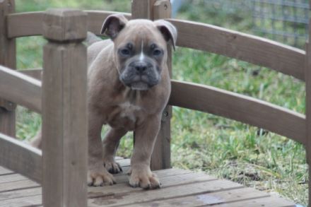 Yoda, Ying und Yang sind auf der suche nach einen
