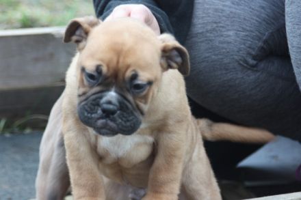 Yoda, Ying und Yang sind auf der suche nach einen