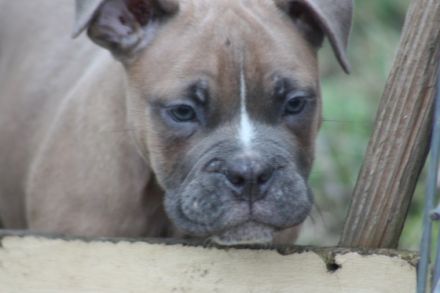 Yoda, Ying und Yang sind auf der suche nach einen