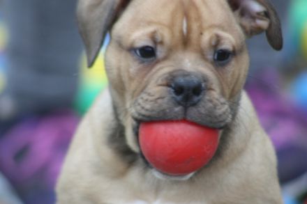 Yoda, Ying und Yang sind auf der suche nach einen