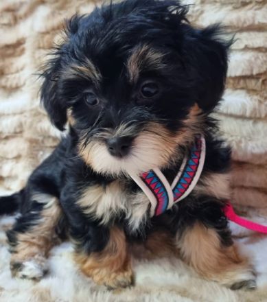 Ein kleines Havi Mädel ist auf der Suche nach einem