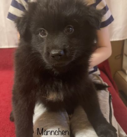 Am 23.12.2021 erblickten unsere kleinen Racker das