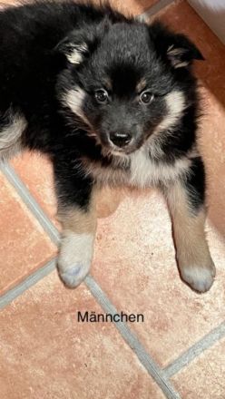 Am 23.12.2021 erblickten unsere kleinen Racker das