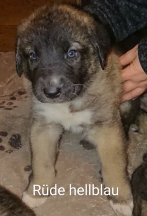 Wir haben aus unserem 1ten Wurf noch einen Rüden und 1