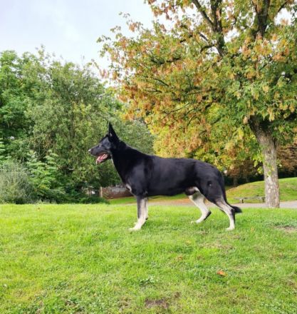 ich verkaufe Osteuropäische Schäferhundwelpen geboren
