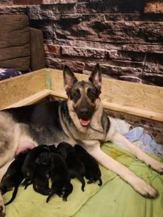 ich verkaufe Osteuropäische Schäferhundwelpen geboren