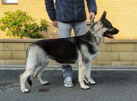 ich verkaufe Osteuropäische Schäferhundwelpen geboren