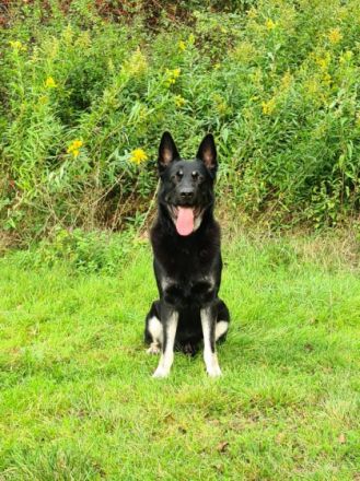 ich verkaufe Osteuropäische Schäferhundwelpen geboren