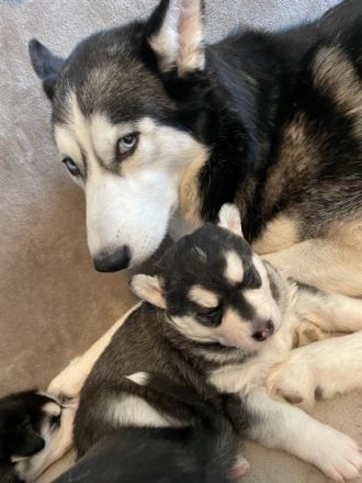 Sind vollständig geimpft, gechipt und besitzen EU-Pass