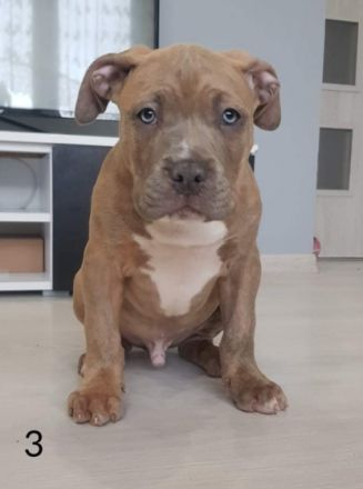 6 lovely ,beautiful,strong ,friendly American Bully XL