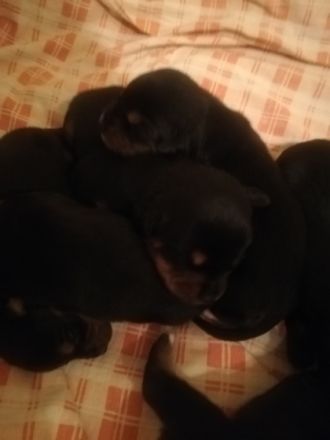 Hallo meine podenco Hündin hat Gesunde und wunderschöne