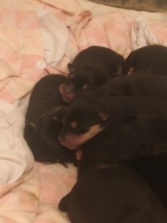 Hallo meine podenco Hündin hat Gesunde und wunderschöne