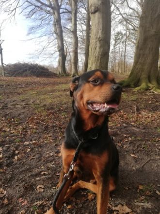 Hallo meine podenco Hündin hat Gesunde und wunderschöne