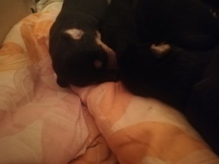 Hallo meine podenco Hündin hat Gesunde und wunderschöne