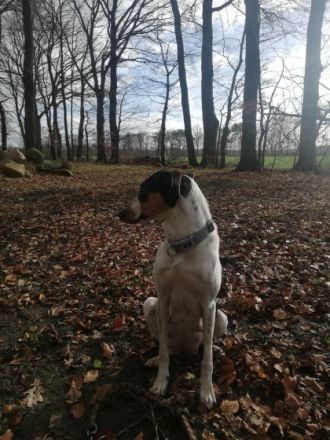 Hallo meine podenco Hündin hat Gesunde und wunderschöne