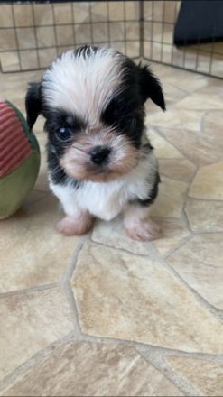 Meine Welpen suchen in 4 Wochen ein neues Zuhause sie