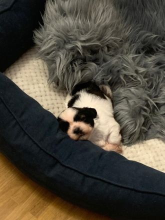 Meine Welpen suchen in 4 Wochen ein neues Zuhause sie