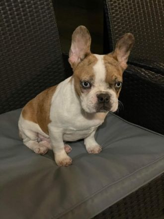 15 Wochen alte franz. Bulldogen Welpen Ich biete,