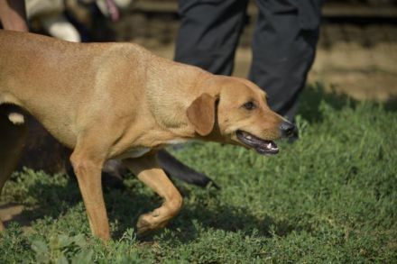 BERLIN- möchte immer und überall dabei sein