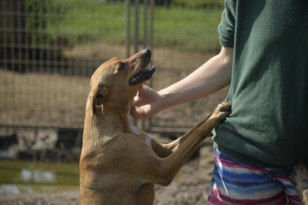 BERLIN- möchte immer und überall dabei sein