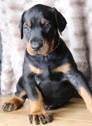 Dobermann-Welpen Sie sind sehr süß, auch gut mit