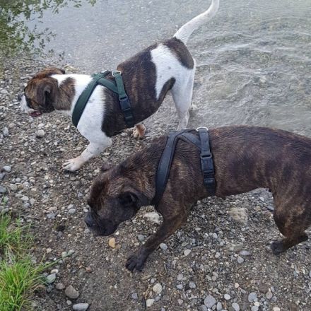 Anni stammt aus unserer eigenen Nachzucht Sie versteht