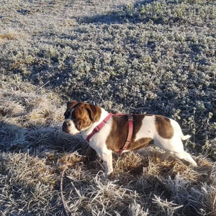 Anni stammt aus unserer eigenen Nachzucht Sie versteht