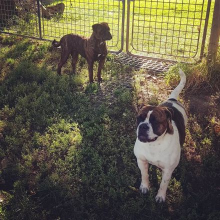 Anni stammt aus unserer eigenen Nachzucht Sie versteht